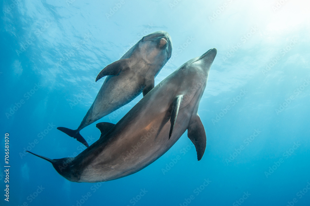 Obraz premium Bottlenose dolphins, French Polynesia