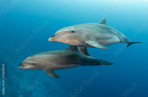 Bottlenose dolphins  French Polynesia