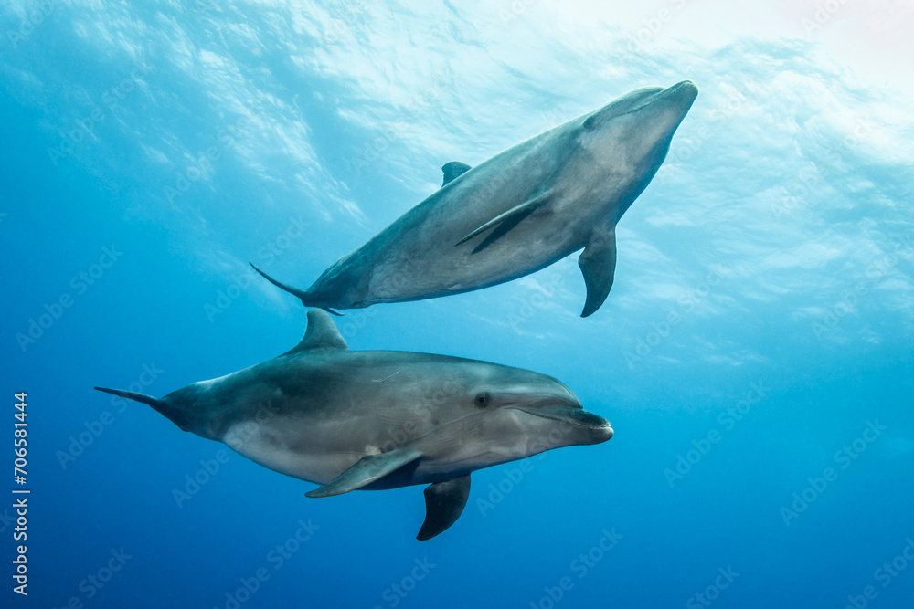 Fototapeta premium Bottlenose dolphins, French Polynesia