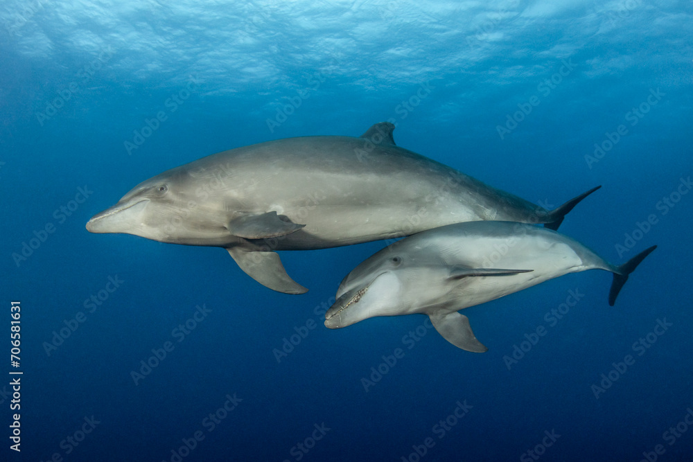Bottlenose dolphins, French Polynesia Bottlenose dolphins, French Polynesia