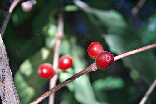 Red Coffee Cherry Cluster with Lush Green Leaves, Macro Photography © Bencharat