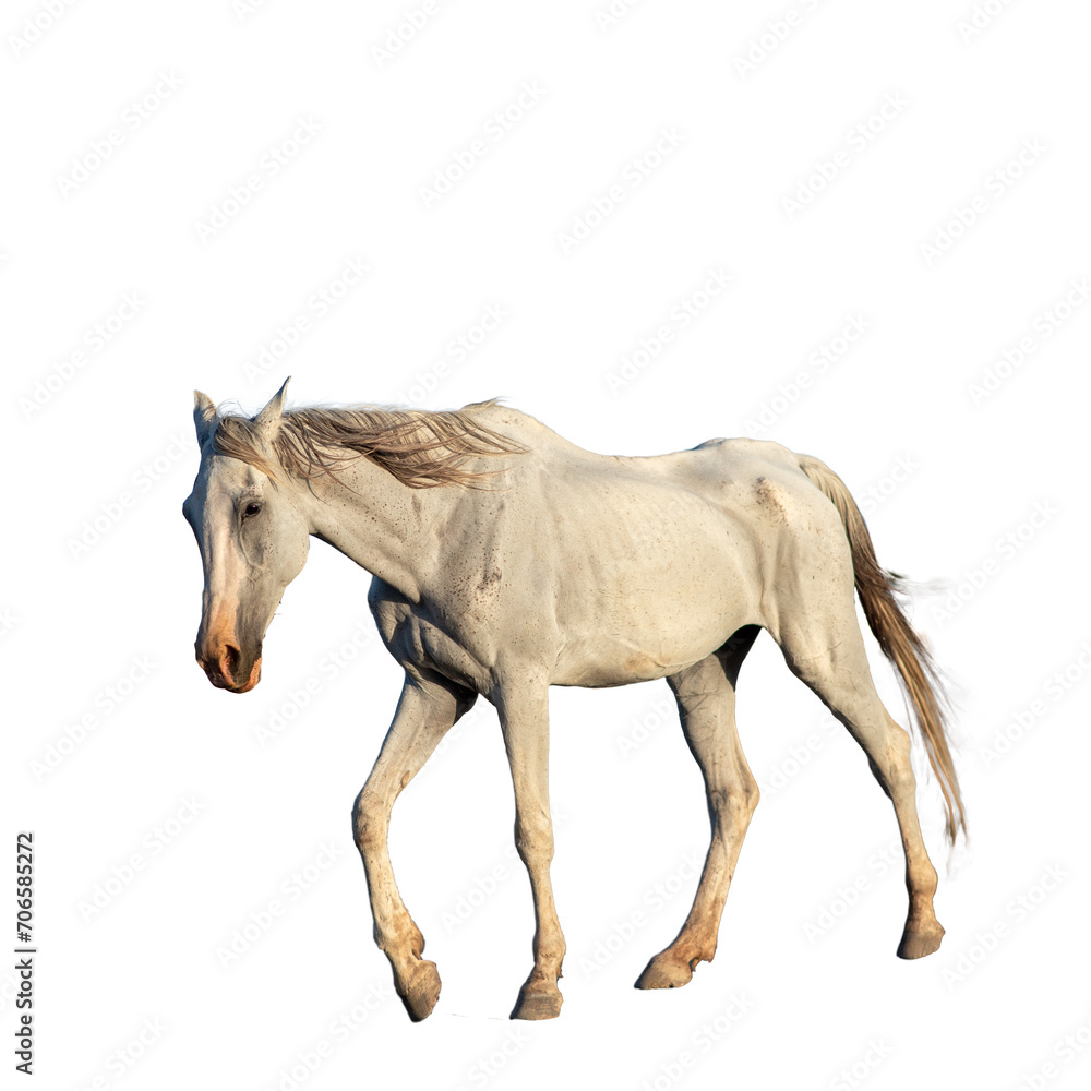 Naklejka premium sad white skinny horse walking isolated