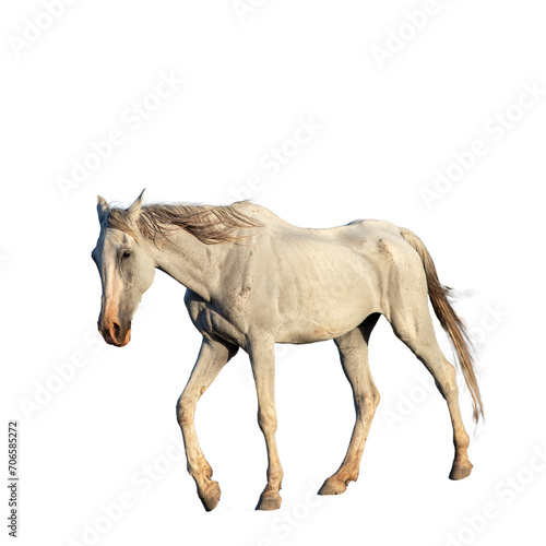 sad white skinny horse walking isolated photo