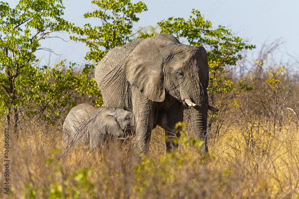 Fototapeta premium Mother elephant stands by her calf in a grassy bushland setting in the Etosha National Park, Namibia