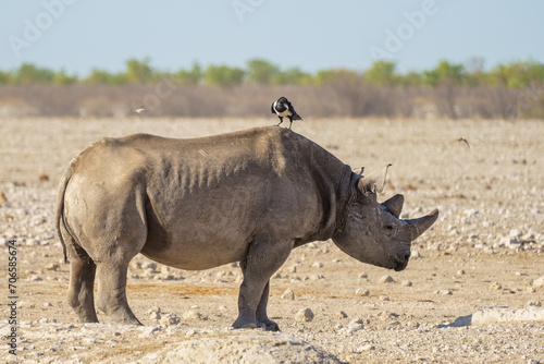 Beautiful hooded crow gracefully perched on the back of a majestic rhinoceros