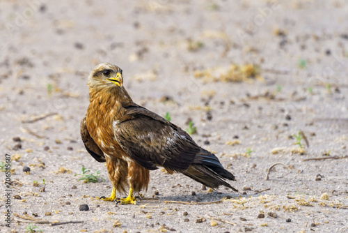 Closeup shot of a Tawney Eagle perched on the Moremi Game Reserve, Botswana photo