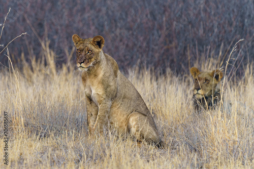 African lions perched in a grassy savanna in the Central Kalahari Game Reserve, Botswana