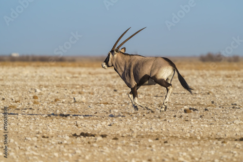 Oryx running across an expansive field of yellow grass in Makgadikgadi National Park, Botswana