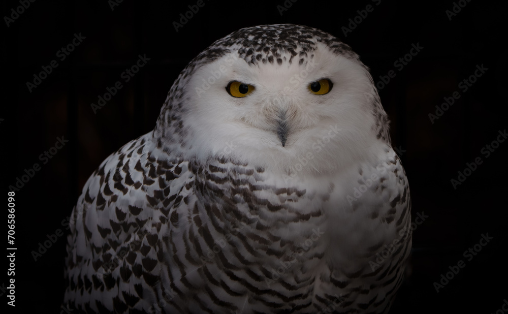 Fototapeta premium Portrait of a Snowy Owl, Green Bay, Wisconsin. Winter 2024.