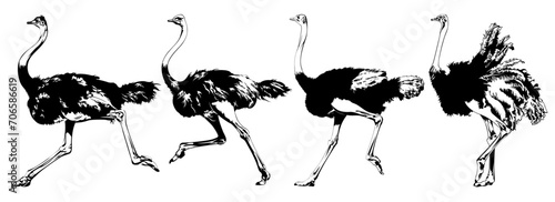 Ostrich Silhouette Illustration 