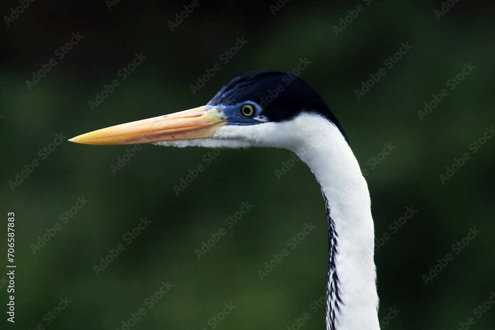 Garça Real Europeia mostrando em detalhes a sua beleza e elegância na lagoa de Guaratiba - Maricá - RJ Garça Real Europeia mostrando em detalhes a sua beleza e elegância na lagoa de Guaratiba - Maricá - RJ
