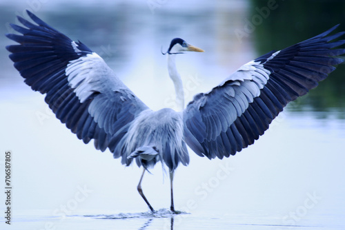 Garça Real Europeia mostrando o esplendor de suas asas na lagoa de Guaratiba -Maricá - RJ © Mrio