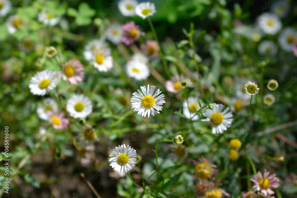 Mexican fleabane flowers Mexican fleabane flowers