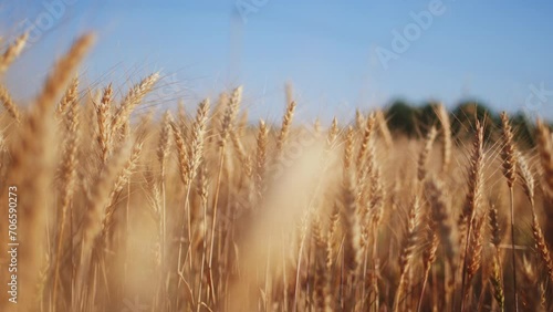 Wheat spikes on long stems ripen in rural field closeup. Golden barley harvest grows in farm meadow on sunny day. Food products making photo