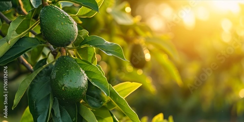 As the Sun Sets, Dew-Kissed Avocados Thrive in an Abundant Tree Plantation: Organic Farming Yields Fresh and Ripe Nutrient-Rich Fruits, a Culinary Delight, Generative AI