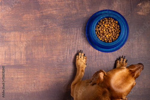 Kibble pet. Dachshund dog waiting to eat his bowl of dry dog food.
