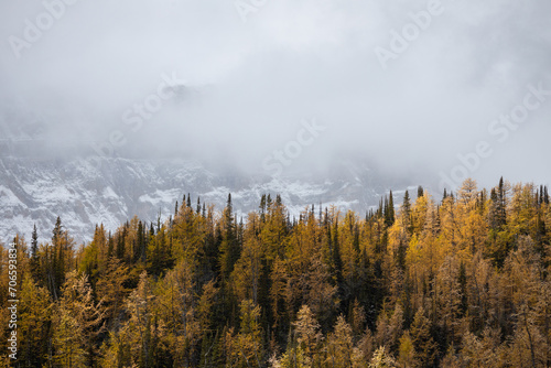 Golden Larches in Larch Valley near Moraine Lake in Banff National Park, Canada © Eifel Kreutz