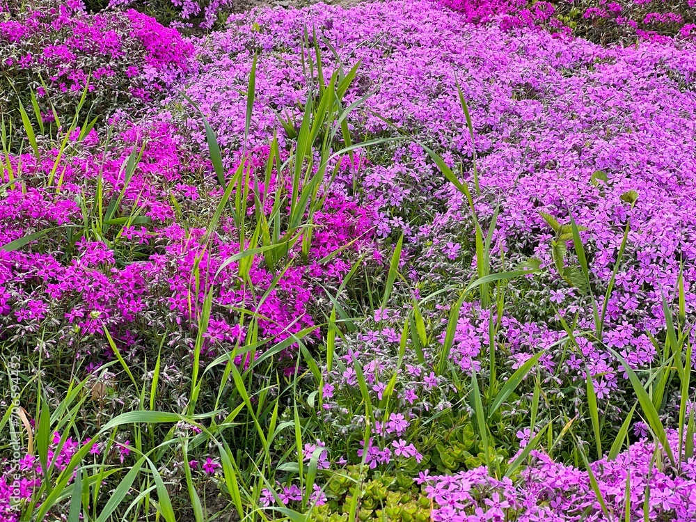 Obraz premium Alpine Phlox wildflowers small pink and purplish tinted flowers.