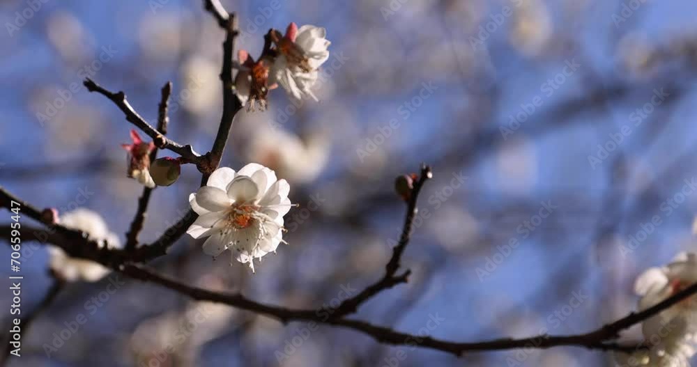 White plum flowers at Atami plum park in Shizuoka daytime close up handheld White plum flowers at Atami plum park in Shizuoka daytime close up handheld