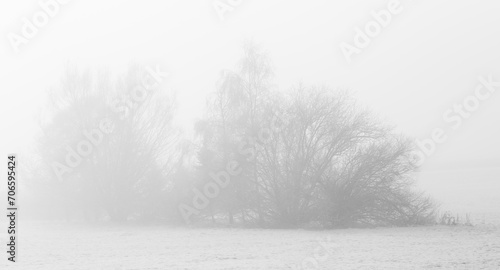 Winter fog frosty morning trees in the fog