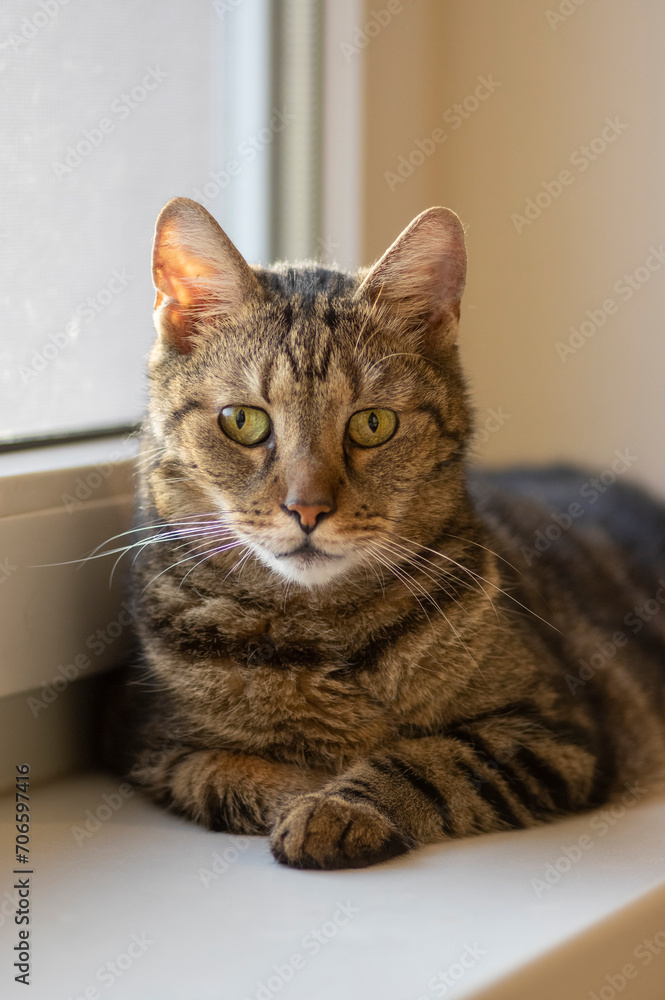 Lazy marble domestic cat lying on the window windowsill looking in, focused expression