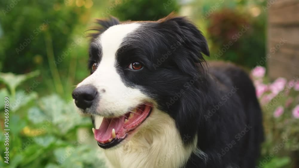 Outdoor portrait of cute smiling puppy border collie sitting on park background. Little dog with funny face in sunny summer day outdoors. Pet care and funny animals life concept Outdoor portrait of cute smiling puppy border collie sitting on park background. Little dog with funny face in sunny summer day outdoors. Pet care and funny animals life concept