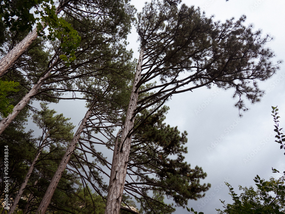 Fototapeta premium gloomy old pine forest. for background and text