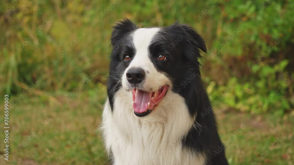 Outdoor portrait of cute smiling puppy border collie sitting on park background. Little dog with funny face in sunny summer day outdoors. Pet care and funny animals life concept Outdoor portrait of cute smiling puppy border collie sitting on park background. Little dog with funny face in sunny summer day outdoors. Pet care and funny animals life concept