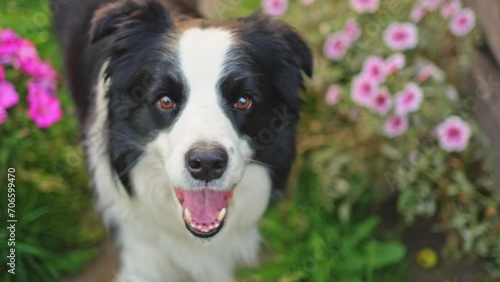 Outdoor portrait of cute smiling puppy border collie walking in garden park. Little dog with funny face in sunny summer day outdoors. Pet care and funny animals life concept photo