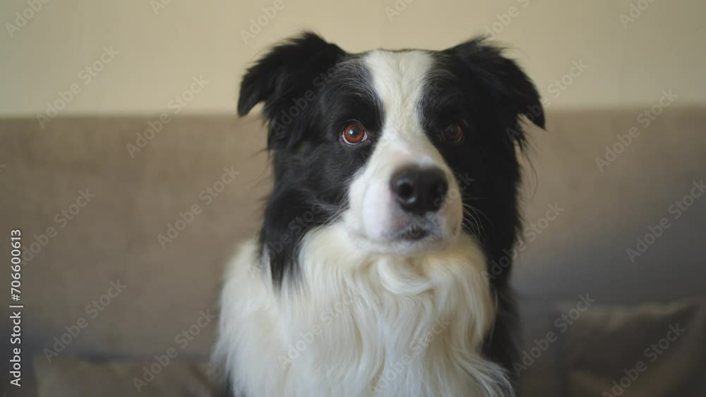 Funny portrait of puppy dog border collie sitting on couch indoor. Cute pet dog resting on sofa at home. Pet animal concept. Funny emotional dog Funny portrait of puppy dog border collie sitting on couch indoor. Cute pet dog resting on sofa at home. Pet animal concept. Funny emotional dog
