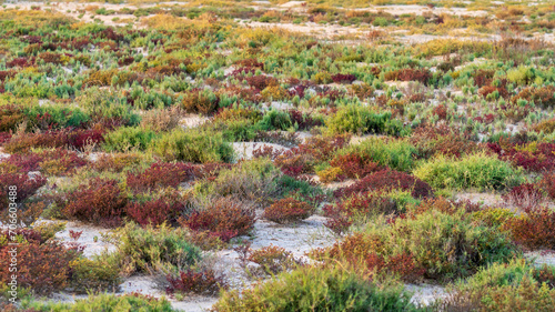 colorful desert shrubs and small desert plants photo