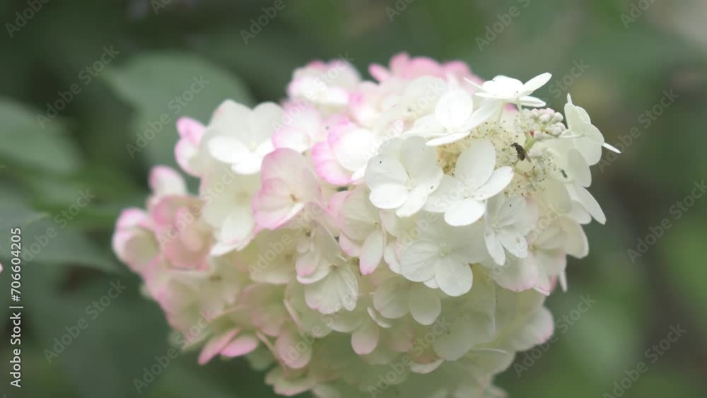 beautiful white -pink blossom of hydrangea species in garden. macro footage beautiful white -pink blossom of hydrangea species in garden. macro footage