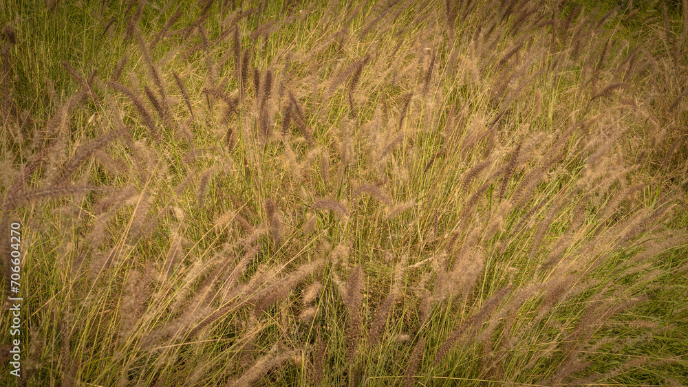 Muhlenbergia capillaris or perennail grass