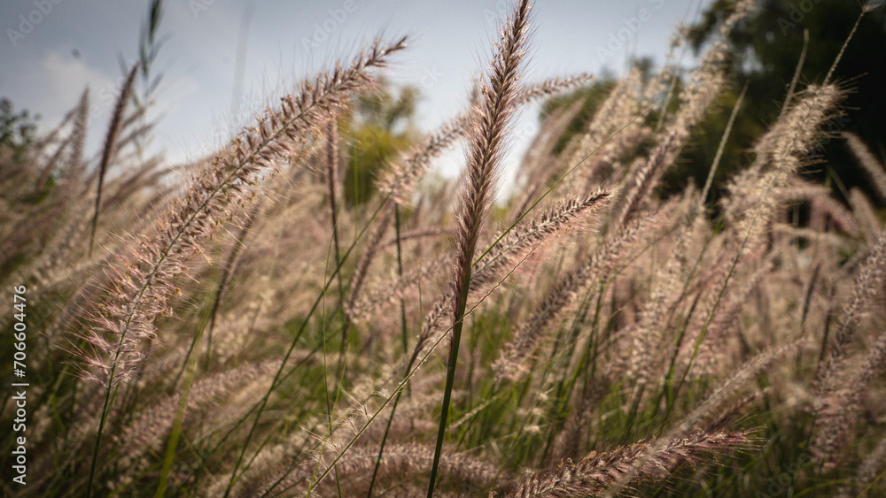 Fototapeta premium Muhlenbergia capillaris or perennail grass