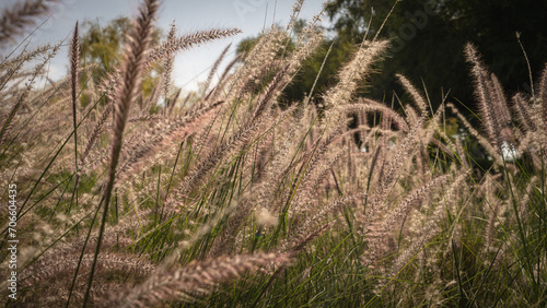 Muhlenbergia capillaris or perennail grass © MSM
