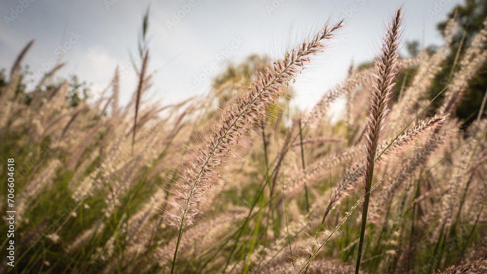 Fototapeta premium Muhlenbergia capillaris or perennail grass