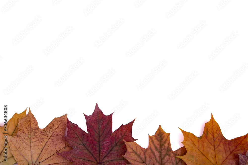 Fototapeta premium Maple leaves and cones on a white background.
