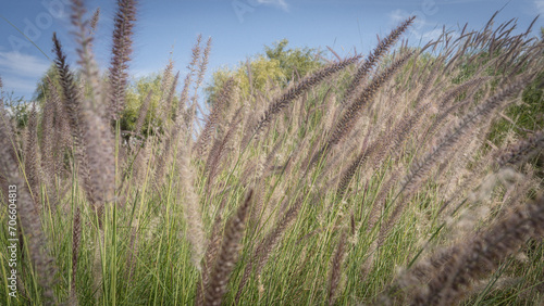 Muhlenbergia capillaris or perennail grass