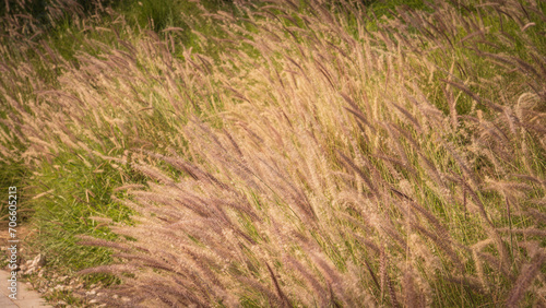 Muhlenbergia capillaris or perennail grass