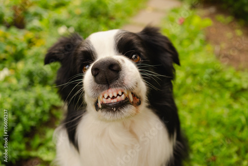 Dangerous angry dog. Aggressive puppy dog border collie baring teeth fangs looking aggressive dangerous. Guardian growling scary dog ready for attack. Pet infected by rabies. photo