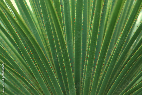 Green succulent. Green succulent texture. Tropical desert plant. Shrubs. Nature greenery background. Green pointed leaves. Texture of fresh leaves. Aloe plant. Tropical leaf texture. Exotic plant. 