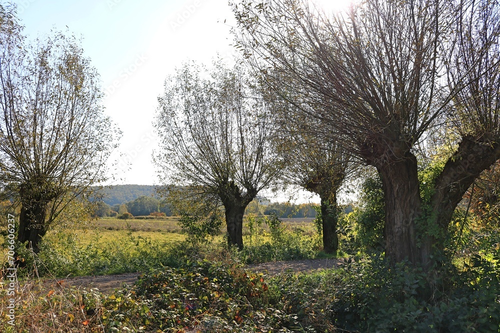 Obraz premium Wierzby