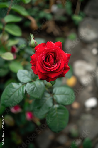 rosier avec rose de couleur rouge  symbole de l amour