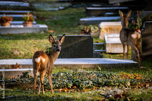 Wall Mural Deers at the central cemetery in vienna