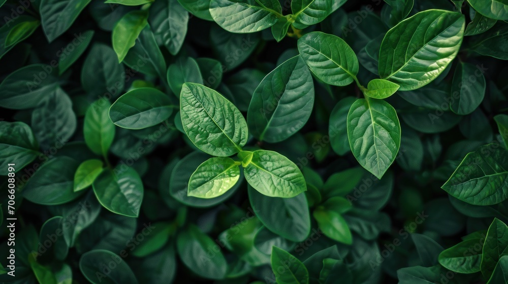 Close Up of Green Plant Leaves, Natures Beauty in Detail Close Up of Green Plant Leaves, Natures Beauty in Detail