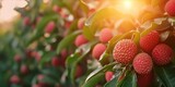 As the Sun Sets, Dew-Kissed Lychees Flourish in a Lush Plantation: Organic Farming Yields Fresh, Ripe Exotic Fruits, a Tropical Delight, Generative AI