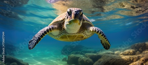 Endangered green sea turtles due to illegal human activities.