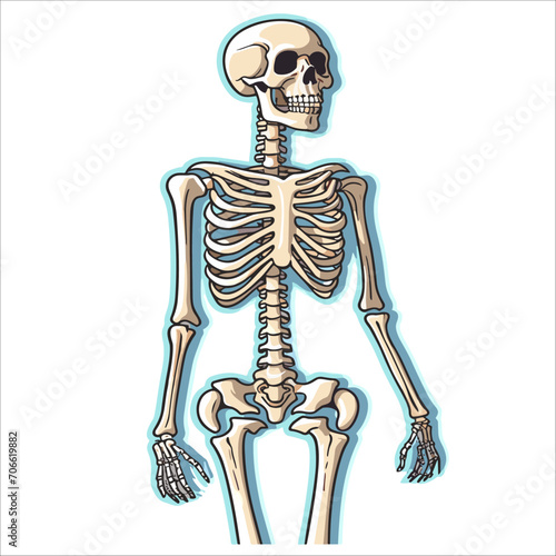 human skeleton sticker vector illustration