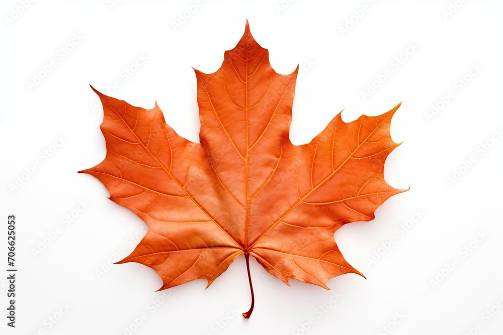 A single maple leaf on a white background A single maple leaf on a white background