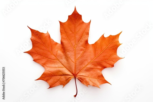 A single maple leaf on a white background